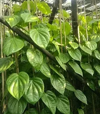 Betel Leaf Plant  Betel Leaf Model Name Banarasi Plant-thumb1