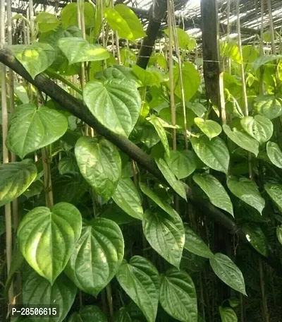 Betel Leaf Plant  Betel Leaf Model Name Banarasi Plant-thumb2