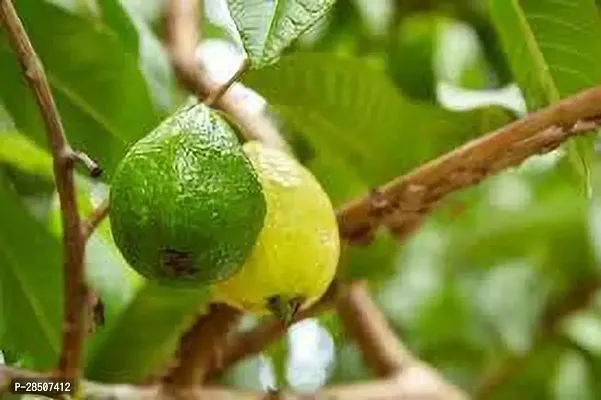 Guava Plant  YGU01