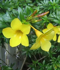 Earth Angels Thunberjia Plant Yellow Allamanda flower plantThunberjia plant-thumb2