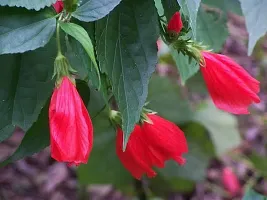 Hibiscus Plant  Malvaviscus arboreus   Mirchi Gudhal-thumb2