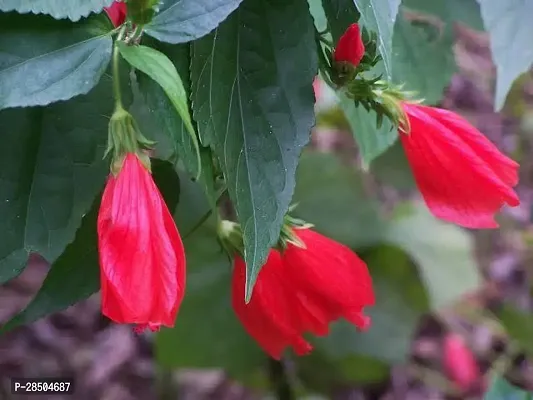 Hibiscus Plant  Malvaviscus arboreus   Mirchi Gudhal-thumb3