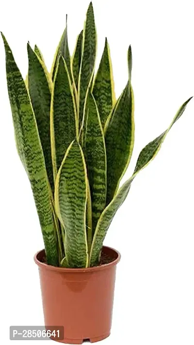 Snake Plant  ZoomPlant  113-thumb0