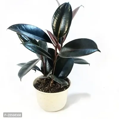 Earth Angels Rubber Tree Live Rubber Plant for Indoor Home DecorationAir Purification v25-thumb0