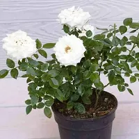 Rose Plant  WHITE ROSE 050-thumb1