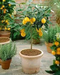 Natural Live Plant for Home Garden-thumb1