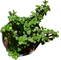 Natural Live Plant for Home Garden-thumb1