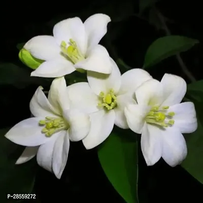 Earth Angels Murraya Paniculata Plant Kamini Flower Murraya PaniculataPlant CF200016-thumb0