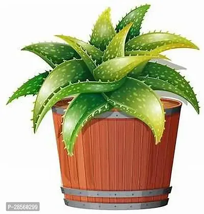 Earth Angels Aloe Vera Plant Aloe vera49-thumb0