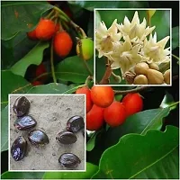 Earth Angels Cherry Fruit Plant t85165-thumb1