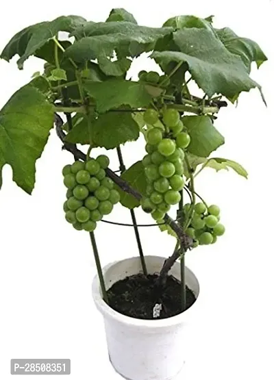 Grapes Plant  Grape Plant kingdom100-thumb0