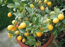 Earth Angels Lemon Plant PlantsMart-thumb1