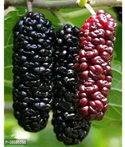 ShahtootMulberry Plant  Mulberry Model S 34 Plant-thumb0