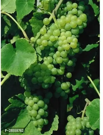 Earth Angels Grapes Plant ASD-PLS-543 9-thumb0