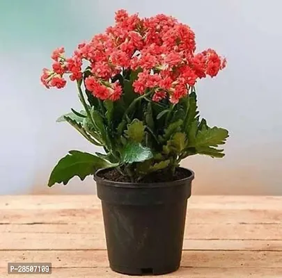 Kalanchoe Plant  Kalanchoe Plant    ORANGE FLOWER