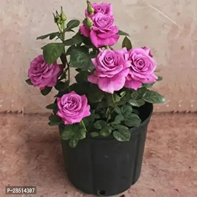 Natural Live Plant for Home Garden-thumb0