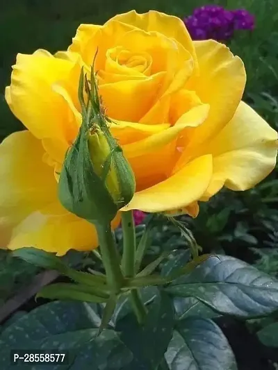 Earth Angels Rose Plant Yellow Rose Flower Plant(Hybrid)-thumb2