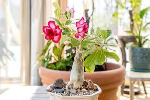 Earth Angels Adenium Plant ADENIUM PLANT NBVD-thumb1