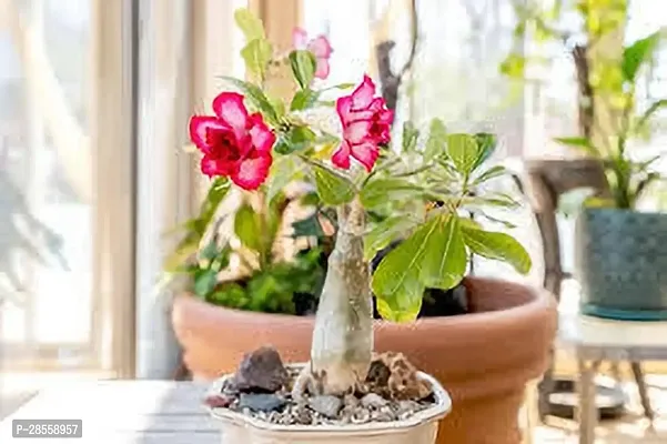 Earth Angels Adenium Plant ADENIUM PLANT NBVD-thumb2