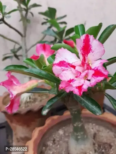 Adenium Plant  Adenium Plant  xnewdeb01