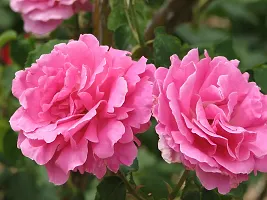 Rose Plant  Scented Rose Gawathi Gulaab Plant   Pink-thumb1