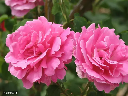 Rose Plant  Scented Rose Gawathi Gulaab Plant   Pink-thumb2