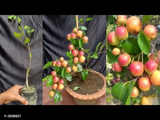 Ber Apple Plant  Kashmiri Ber Apple Indian Jujube Fruit Live Plant  CF31-thumb0