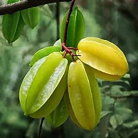 Star Fruit Carambola Grafted Plant  All Time Sweet Star Fruit Plant carambola Plant  02-thumb2