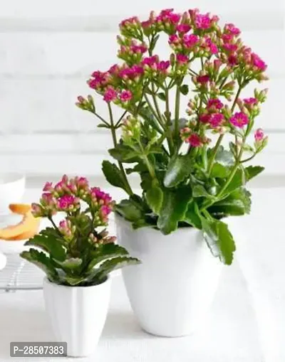 Kalanchoe Plant  Hybrid Kalancho Flower Plant  3