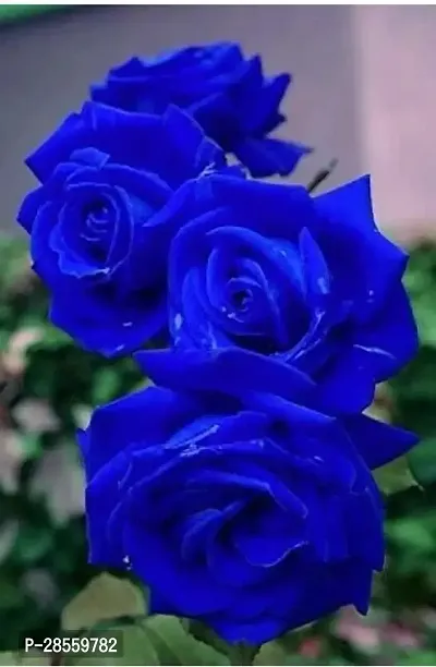 Earth Angels Rose Plant Blue Rose1-thumb0