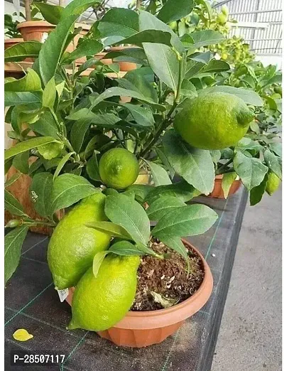 Lemon Plant  LRL01-thumb0