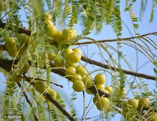 Amla Plant  AEA01