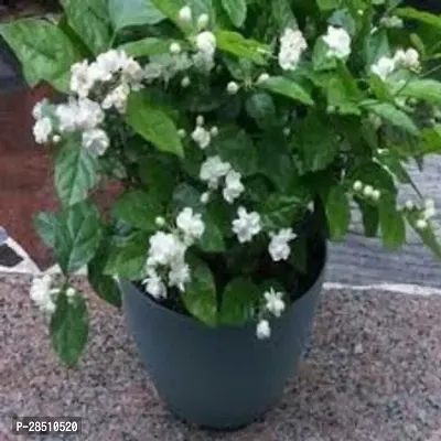 Natural Live Plant for Home Garden-thumb2