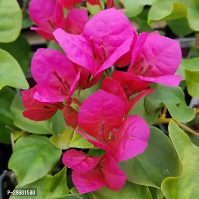 Earth Angels Bougainvillea Plant RSP_229-thumb0