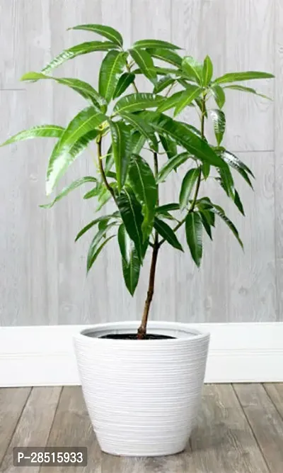 Natural Live Plant for Home Garden-thumb0