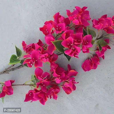 Bougainvillea Plant  q0011-thumb0