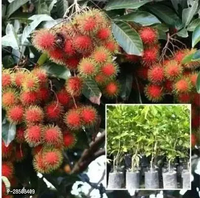 Ramdhan Champa Plant  Rambutan Red XNDS Ramdhan-thumb0