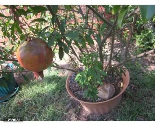 Pomegranate Plant  Anar Plant 6-thumb0