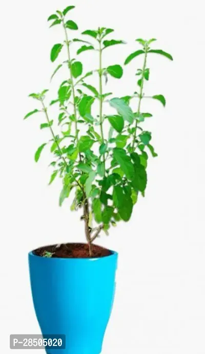 Tulsi Plant  Tulsi Plant  T002