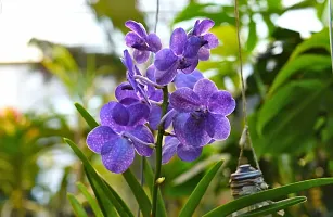 Orchid Plant  Vanda Orchid Flower Plant  03-thumb1