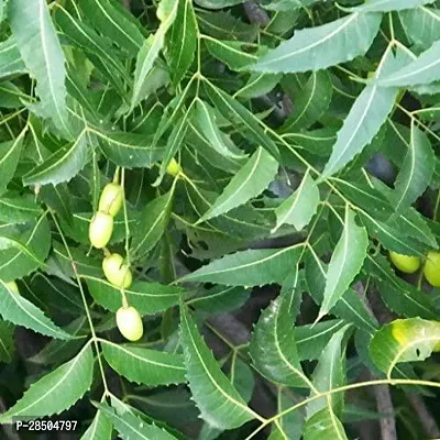 Neem Plant  Neem ka podha-thumb2