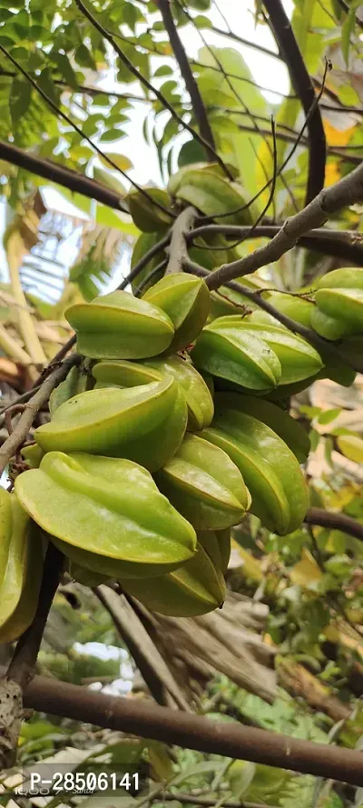 Capsicum KAMRANGA Plant-thumb0