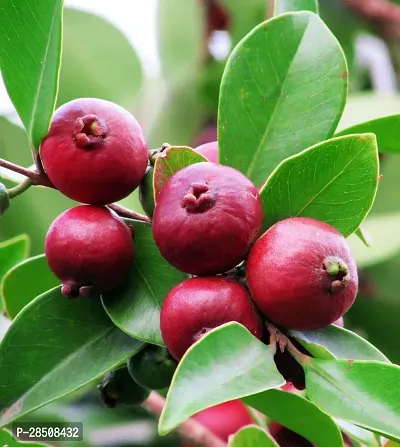 Guava Plant  Guava Plant  Heaven-thumb0