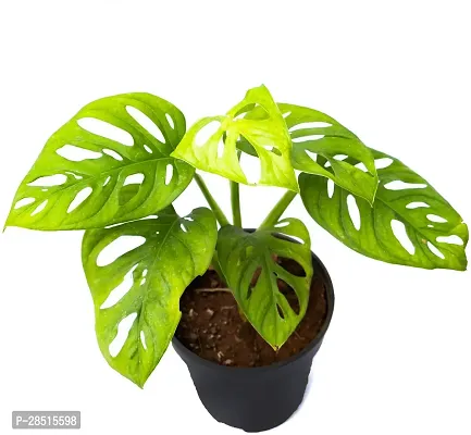 Natural Live Plant for Home Garden