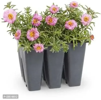 Natural Live Plant for Home Garden-thumb0