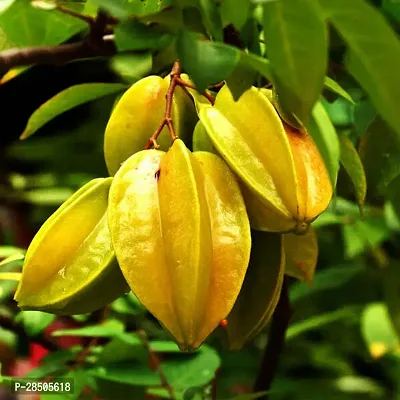 Star Fruit Carambola Grafted Plant  Star Fruit Plant  019-thumb0