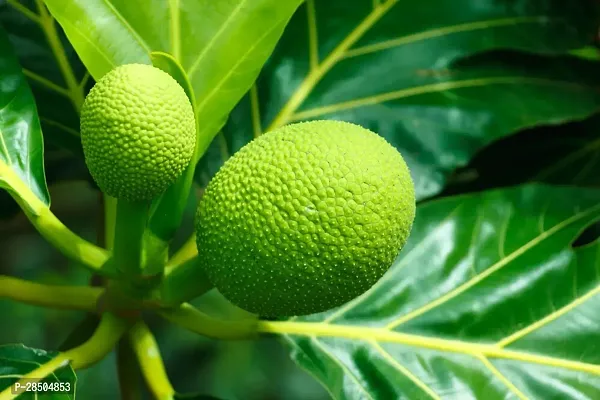 Jackfruit Plant  Jack fruit Plant  26