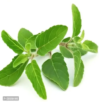 Earth Angels Tulsi Plant GFGH119-thumb0