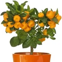 Earth Angels Orange Plant Orange Plant31-thumb1