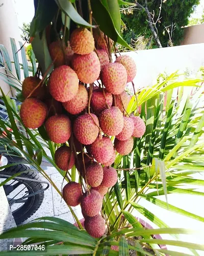 Litchi Plant  Air Layered Hybrid Early Seedless Litchi Plant  Live Plant  CF401011-thumb0